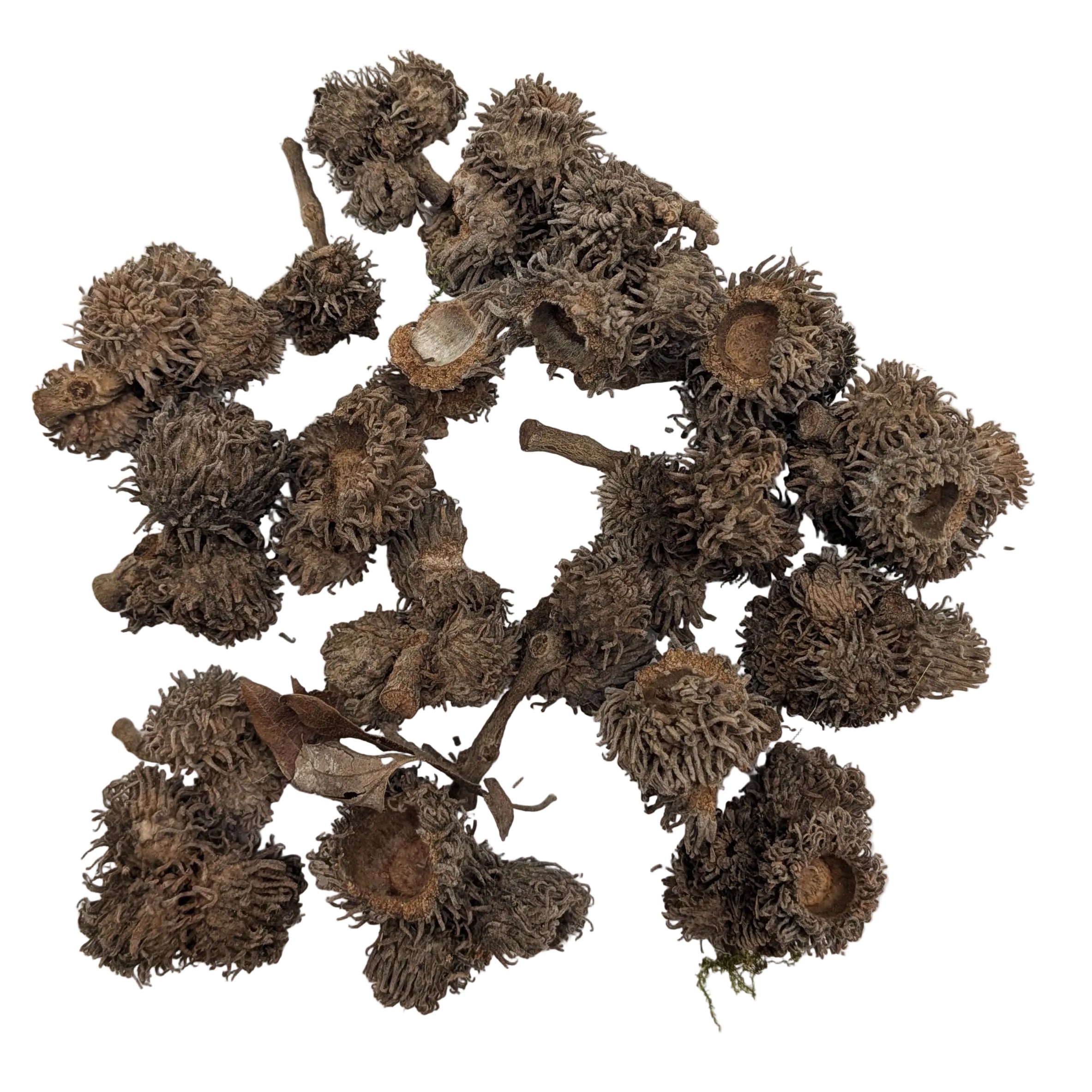 Bur Oak Acorn Caps (Pack of 5)