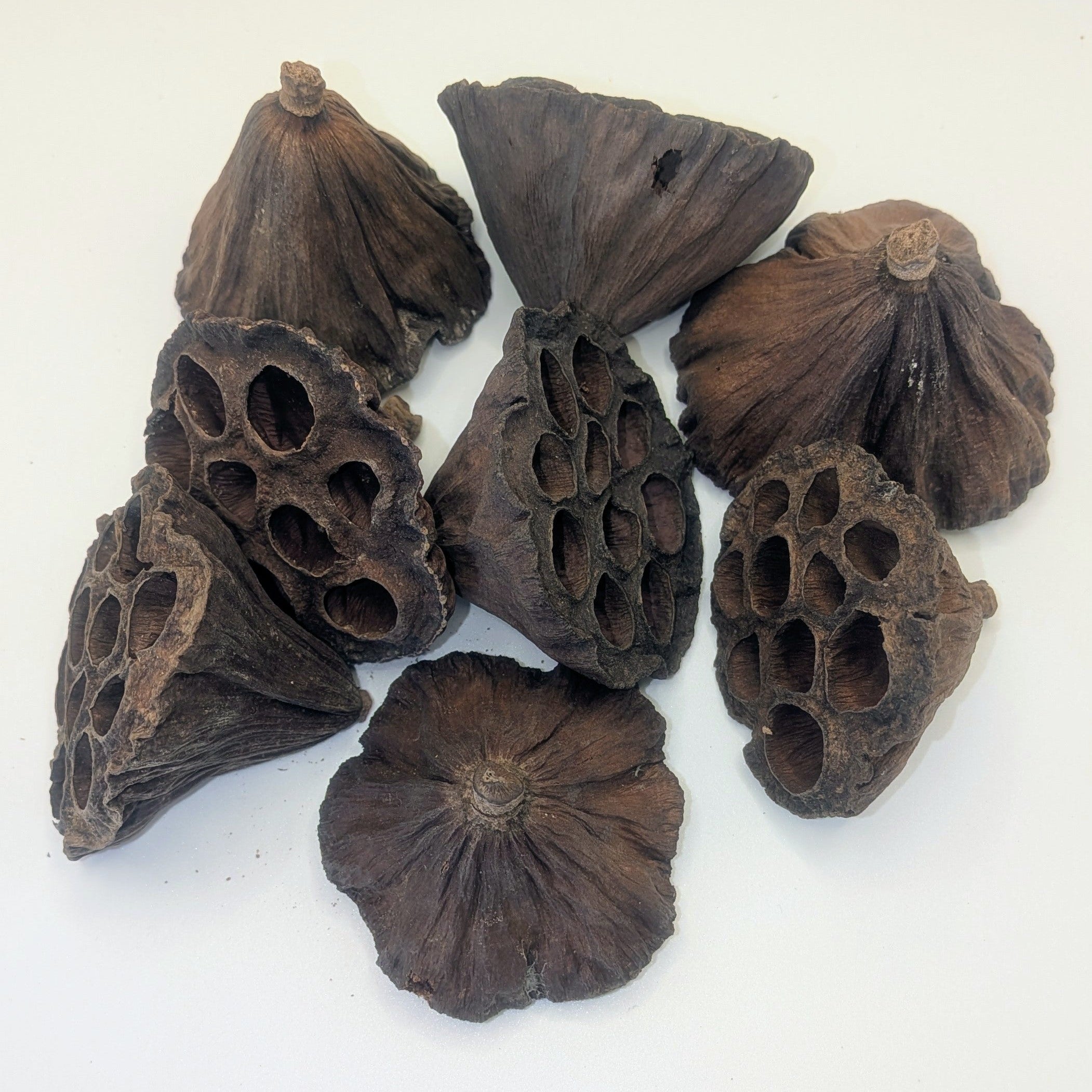 Dried Lotus Heads