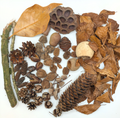 Forest Floor Foraging Box