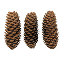 Norway Cones
