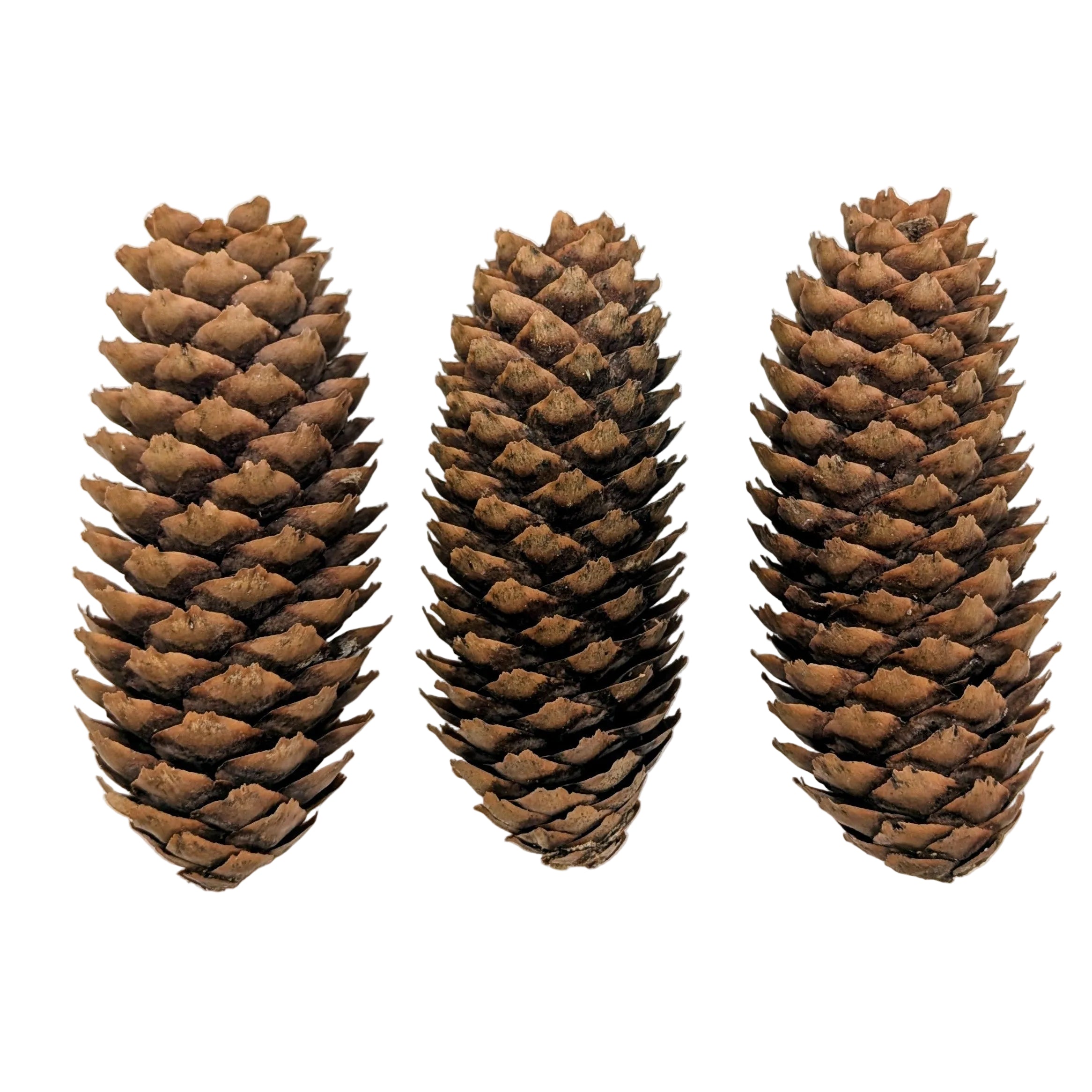 Norway Cones