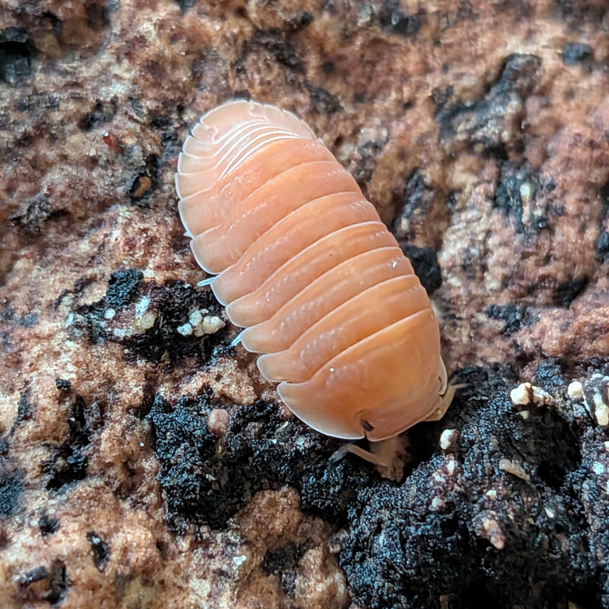 Mandarin Isopods (Cubaris Murina)